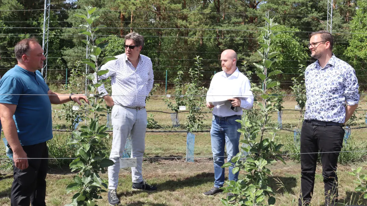 Bundestagsabgeordneter Michael Kellner (2.v.l.) zu Gast auf der Obstbauversuchsstation in Müncheberg: Von links Tobias Hahn, Andreas Winkler und Daniel Kaiser erklären die Forschungsarbeit anhand laufender Versuche im Gelände.