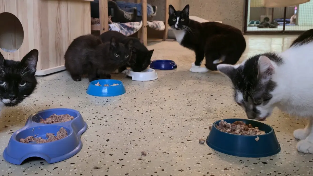 Einige der geretteten Katzen im Tierheim Fürstenwalde. Sie suchen dringend ein neues Zuhause.