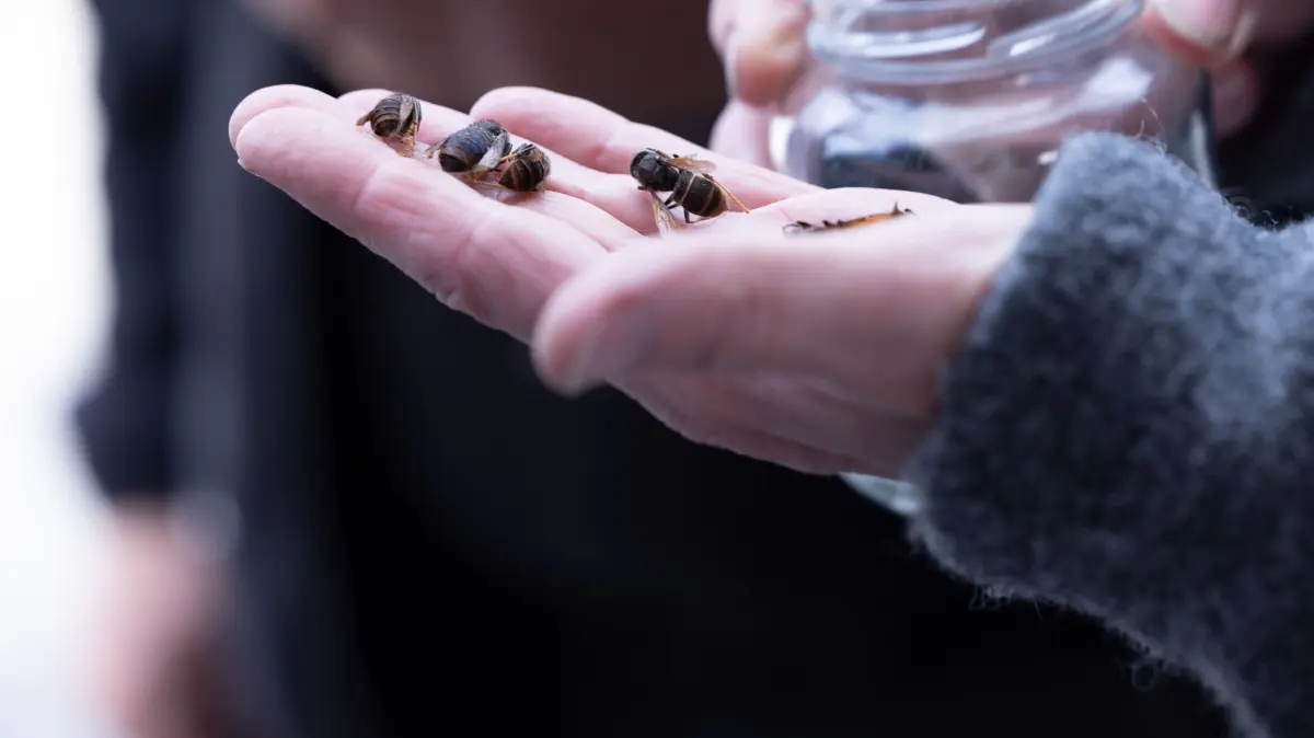Asiatische Hornisse in Eisenhüttenstadt am 24.7.2026 Beseitugung des Nestes
