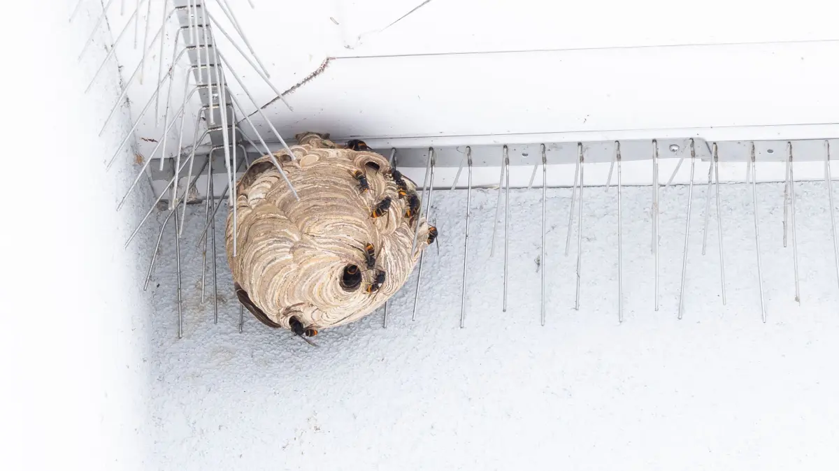 Asiatische Hornisse in Eisenhüttenstadt am 24.7.2026 Beseitugung des Nestes