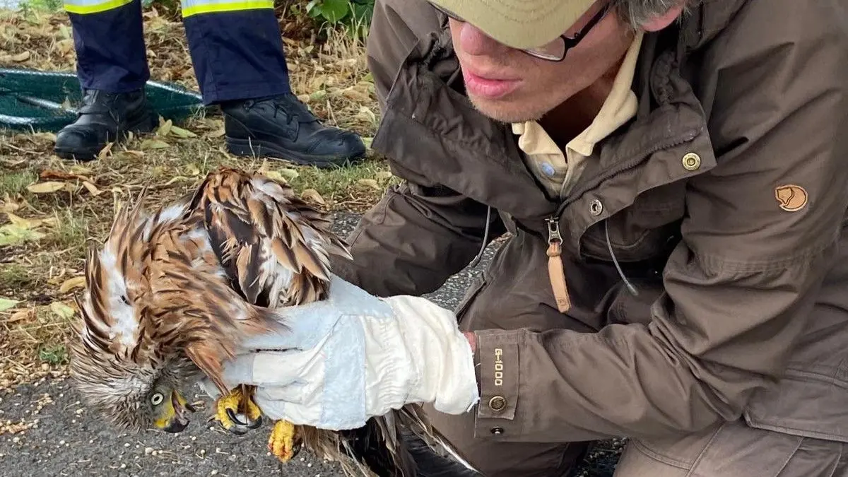 Nur knapp überlebte dieser Rotmilan die Falle aus Köder und Haken. – gerettet wurde er von Naturwacht und Feuerwehr.
