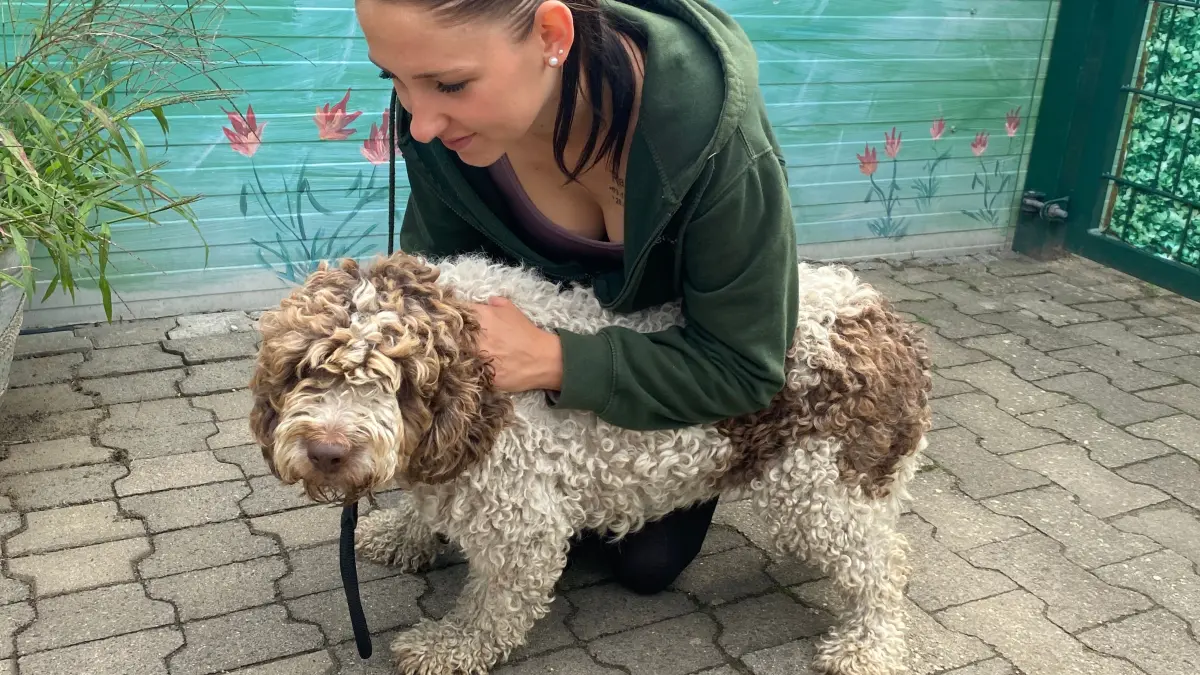 Benötigt viel Fellpflege: der italienische Wasserhund Lucia. Tierheimmitarbeiterin Sandra Hartwig kümmert sich gerade um sie.