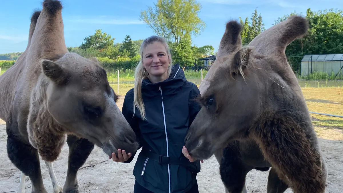 Zwei Trampeltiere in Eisenhüttenstadt: die halterin Desiree Teichert mit Simba (links) und Mogli.