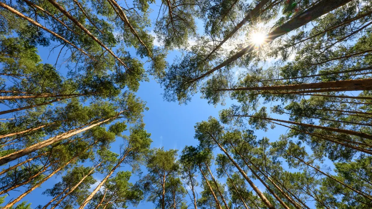 Kiefernwald: ARCHIV - 23.06.2026, Brandenburg, Briesen/Mark: Die Mittagssonne scheint über einem Kiefernwald vom Landesbetrieb Forst Brandenburg. (zu dpa: «Erneute Warnung vor Raupen: Kiefern betroffen») Foto: Patrick Pleul/dpa +++ dpa-Bildfunk +++