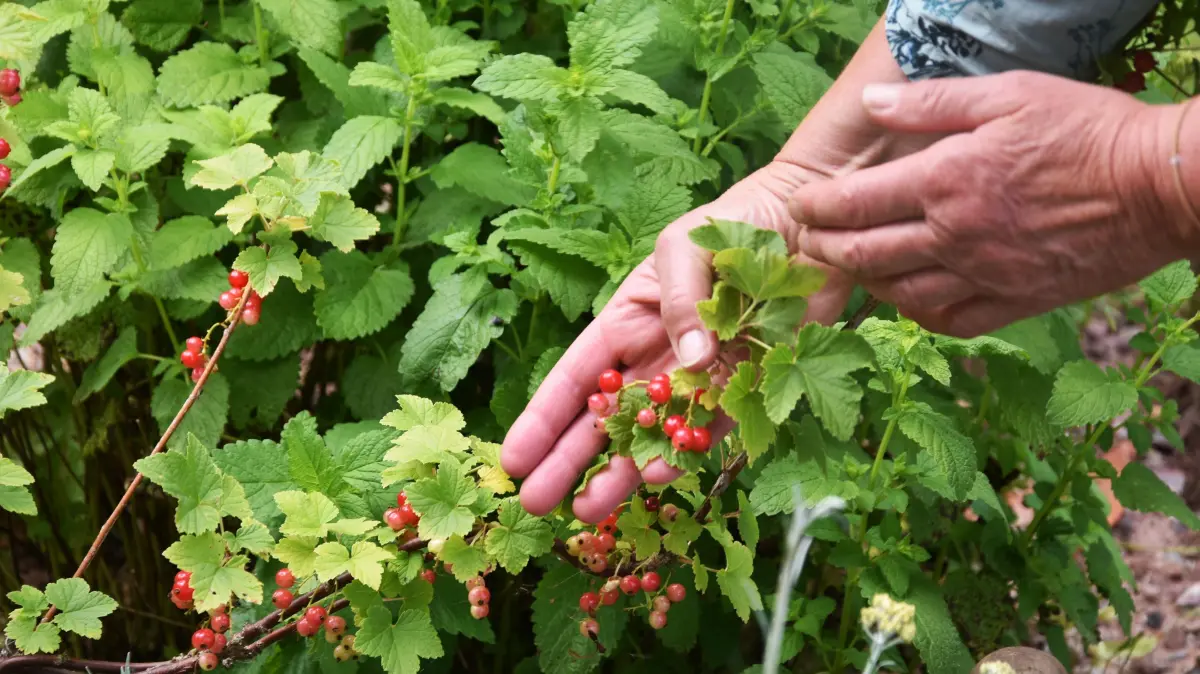 Ein Garten fuer alle: Anne Naumann aus Twistetal-Berndorf hat auf einer ehemaligen Pferdekoppel einen großen Garten mit Obstbaeumen, Hecken, Blumen, Gemuesebeet und Naschgarten angelegt (Foto vom 13.06.2026: Johannisbeerstrauch). In dem Naschgarten ernten sie und Kinder und Jugendliche des Naturschutzbundes Nabu Kraeuter und Beeren wie Johannisbeeren und Stachelbeeren sowie nektarreiche Blueten wie die des Schmuckkoerbchens. Was dem Menschen guttut, hilft auch den Tieren: Mit ein paar einfachen Ideen entstehen selbst auf kleinen Flaechen lebendige Garten-Paradiese. (Siehe epd-Bericht vom 26.07.2026)