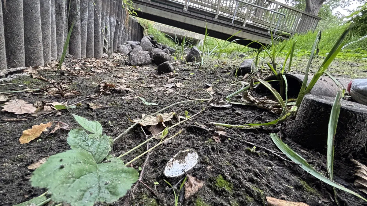 Die Oelse, ein kleiner Fluss, der bei Beeskow in die Spree mündet, ist komplett trockengefallen.