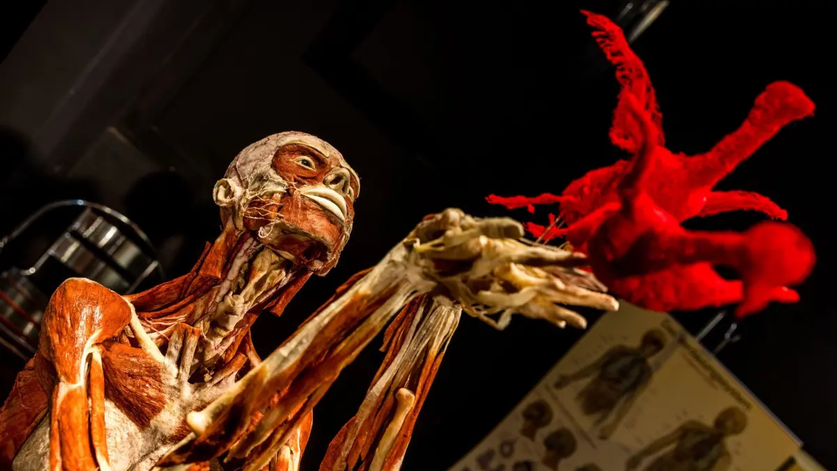 Plasstinator Gunther von Hagens gestorben: 27.07.2026, Brandenburg, Guben: Das Plastinat einer Frau steht in der Ausstellung des Plastinariums und lässt zwei Vögel von seinen Händen fliegen. Der Gründer des Plastinariums und der Gubener Plastinate GmbH, Gunther von Hagens, war am vergangenen Freitag im Kreis seiner Familie verstorben. Foto: Frank Hammerschmidt/dpa +++ dpa-Bildfunk +++