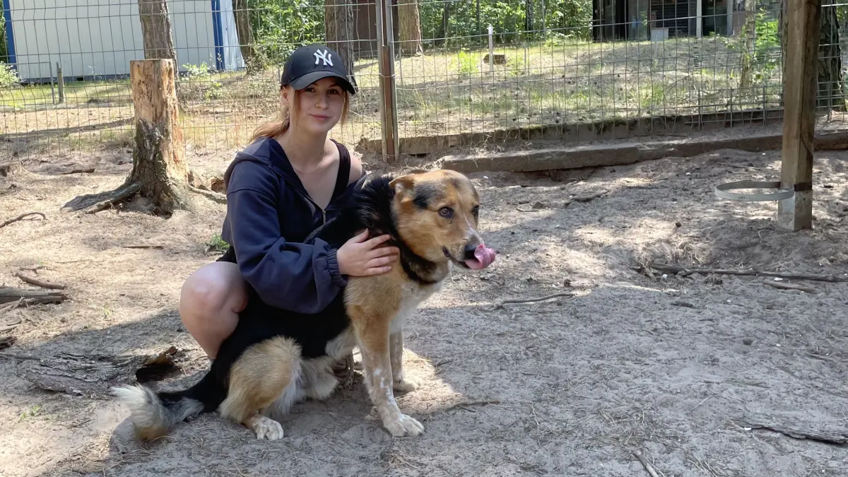 Tierpflegerin Kelis Reichenbach charakterisiert den im Tierheim Märkisch Buchholz zur Vermittlung stehenden Schäferhund-Mischling Kurt so: Als Wachhund ausbildungstechnisch eher unterbelichtet und grundsätzlich freundlich zu Menschen.