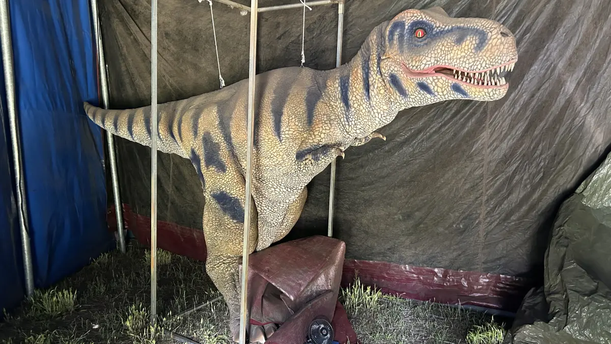 Circus Hoppla Hopp, der in Niederlehme, Königs Wusterhausen, ab 29.7. stattfindet, lockt mit einer Live Dino-Show. Dazu steigt Sven Rogall in einen zwei Meter große Dinofigur. Wegen der Hitze befindet sich darin ein Ventilator.
