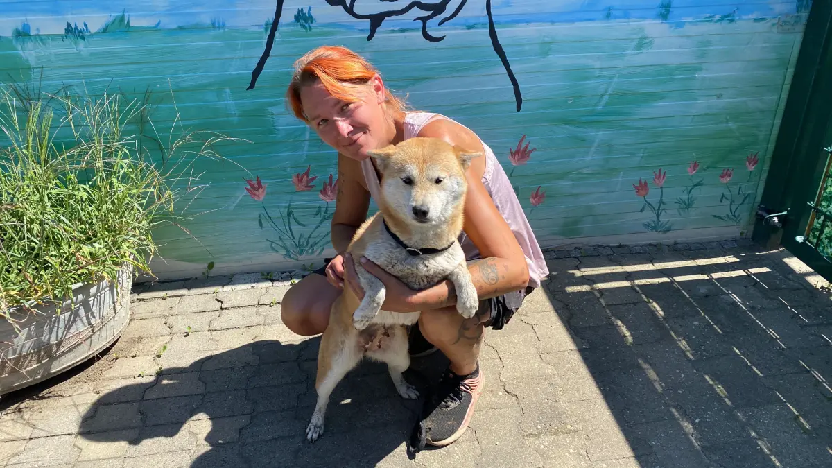 Wünscht sich ein neues Zuhause: der fünfjährige Shiba Inu Chakira. Tierheimmitarbeiterin Kathleen Bonack präsentiert die Hündin.