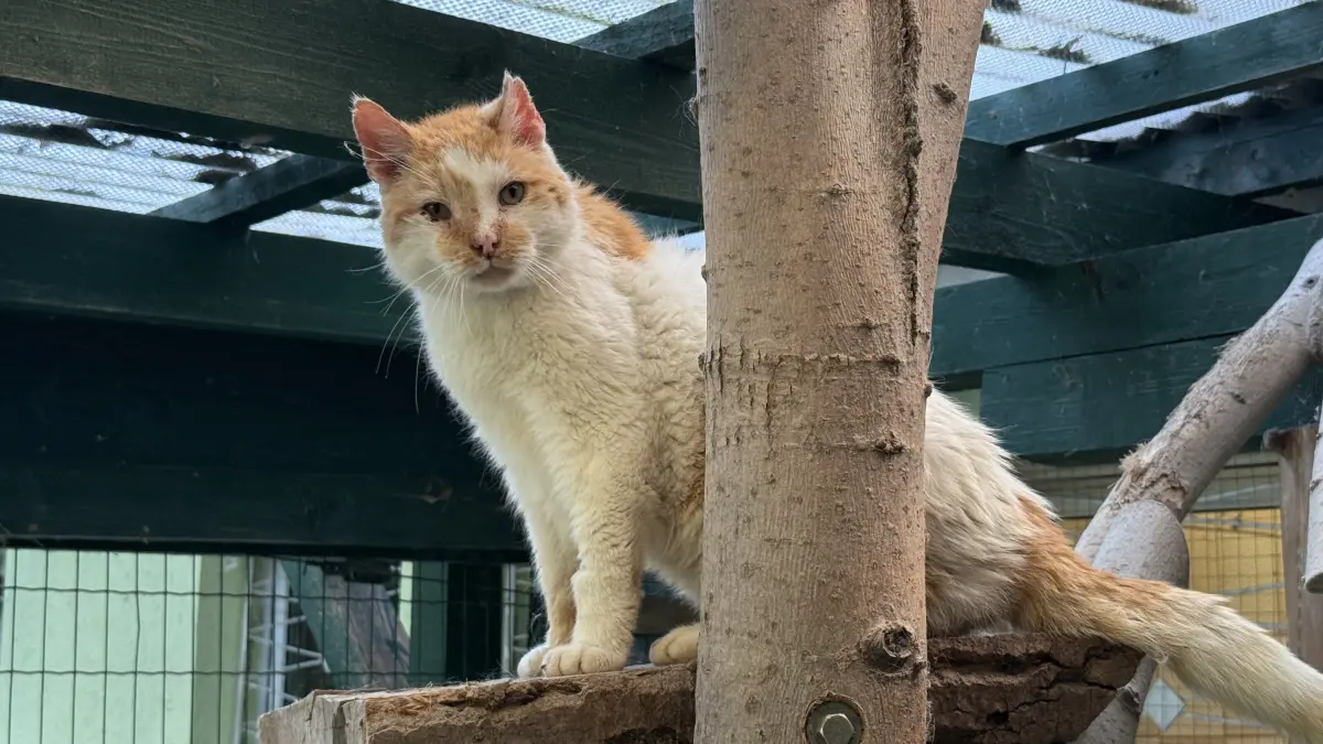 Tierheim Schwedt: Für Kater Berthold soll das Tierheim Schwedt nicht Endstation sein. Ein neues Zuhause für den 20-jährigen Senior wird gesucht.