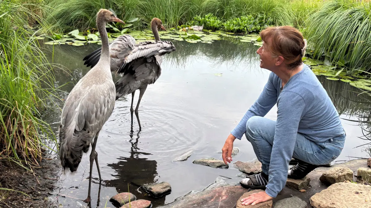 Ein Bild der innigen Verbindung: Beate Blahy mit ihren Schützlingen Ida und Michel. Die Kranichschützerin hat die Jungvögel als winzige Küken in Obhut genommen, weil sie von Menschen aus falscher Tierliebe ihren natürlichen Eltern entrissen wurden. Auf ihrem Hof in Steinhöfel bei Angermünde hat sie die Jungtiere aufgepäppelt, die inzwischen knapp drei Monate alt sind. Doch ihr Schicksal ist traurig und Mahnung zugleich.