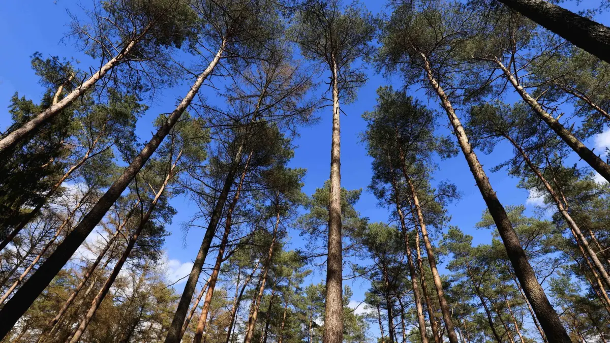 Wald: ARCHIV - 21.04.2021, Schleswig-Holstein, Heidmühlen: Kiefern und Lärchen stehen in einem Waldstück bei Heidmühlen nahe Bad Segeberg. (zu dpa: «Waldbrandgefahr auch im Norden kurzfristig erhöht») Foto: Christian Charisius/dpa +++ dpa-Bildfunk +++