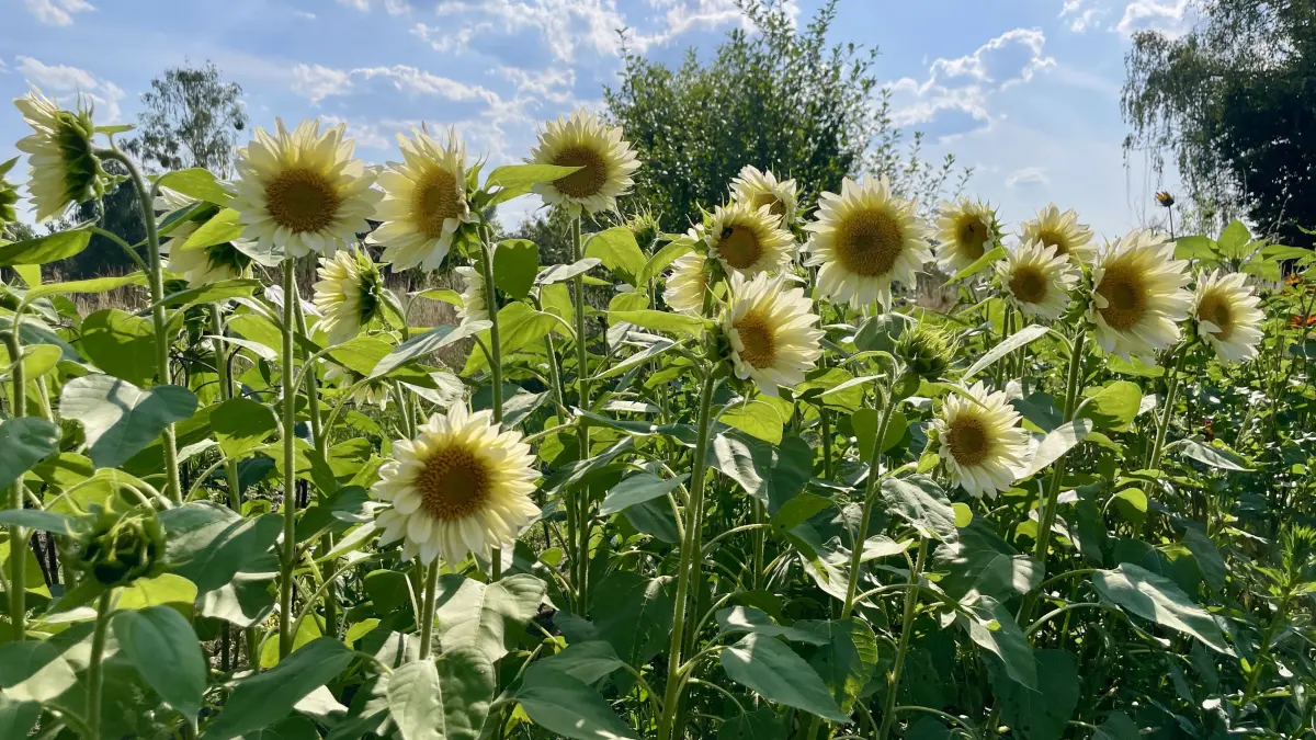 Fast weiß statt leuchtend gelb: Diese ungewöhnlichen Sonnenblumen gehören zu den Sorten, die Sara Jenichen auf ihrer Flowerfarm anbaut und die im gewöhnlichen Blumenhandel kaum zu finden sind.