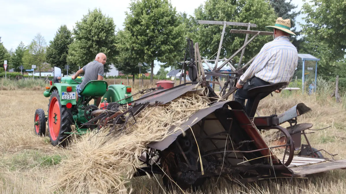 IG Freunde alter Landtechnik in Fredersdorf: Manfred Arndt (vorn auf dem Deutz-Trecker) zeigt bei der Roggenernte, wie gut der fast 100 Jahre alte Getreidebinder noch funktioniert, auf dem Hans-Jürgen Peterlein sitzt. Noch vieles mehr an historischer Landtechnik gehört zum Bestand.