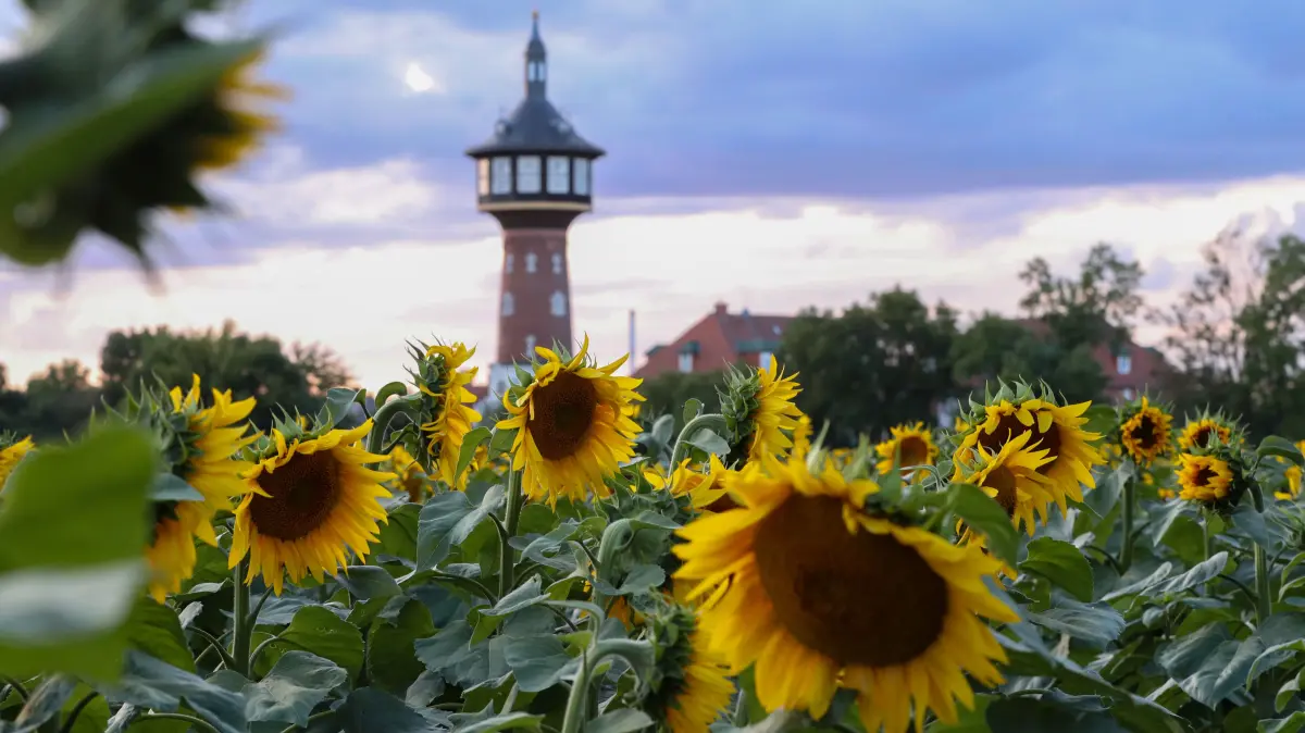 Die Sonnenblumen blühen am Wasserturm in Schwedt in voller Pracht und ziehen viele Blicke auf sich. Das reicht einigen Menschen aber nicht.