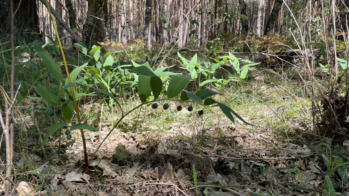 Salomonssiegel wächst im Wald bei Fürstenwalde. Deine Pflanze mit blauen, giftigen Früchten, die optisch an Heidelbeeren erinnern, ist selten und geschützt.
