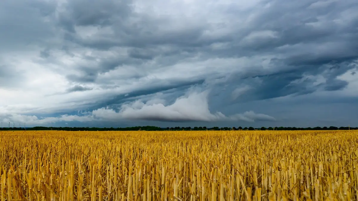Gewitter über Brandenburg: 01.08.2026, Brandenburg, Mallnow: Gewitterwolken ziehen über die Landschaft im östlichen Brandenburg. Viele Wolken und schauerartiger Regen mit einzelnen Gewittern bestimmen den Tag. Foto: Patrick Pleul/dpa +++ dpa-Bildfunk +++