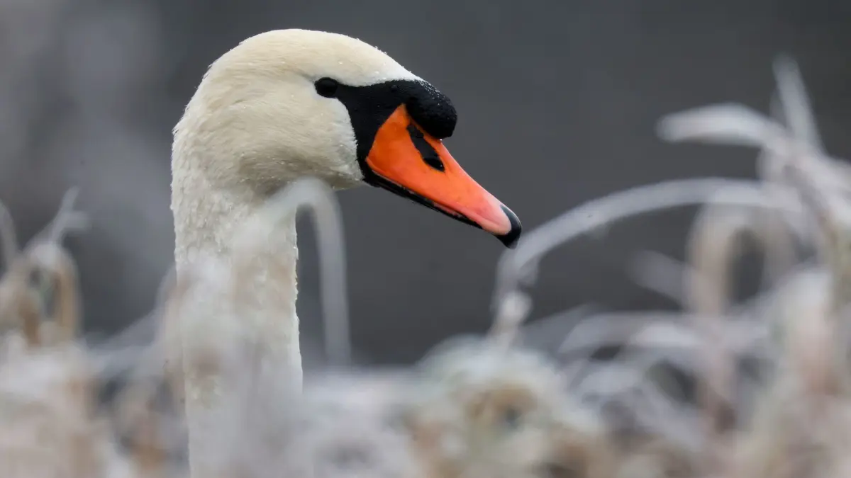 Schwan: ARCHIV - 23.11.2025, Baden-Württemberg, Riedlingen: Ein Schwan blickt am Morgen zwischen gefrorenen Grashalmen hervor. (zu dpa: «Schwan legt kurzzeitig Verkehr lahm») Foto: Thomas Warnack/dpa +++ dpa-Bildfunk +++