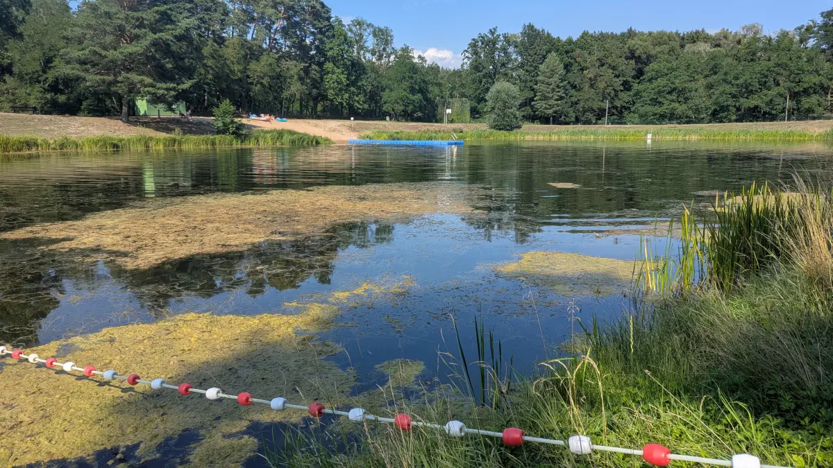 Die Wasserqualität im Waldbad Wriezen ist zwar ausgezeichnet, die Verkrautung schränkt jedoch den optischen Eindruck ein. Was macht die Stadt jetzt?