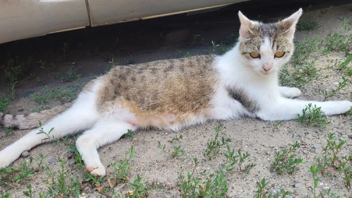 Fundkatze aus Brieskow-Finkenheerd: Die Katze ist recht zahm. Daher ist zu vermuten, dass sie aus einem Haushalt entlaufen ist.