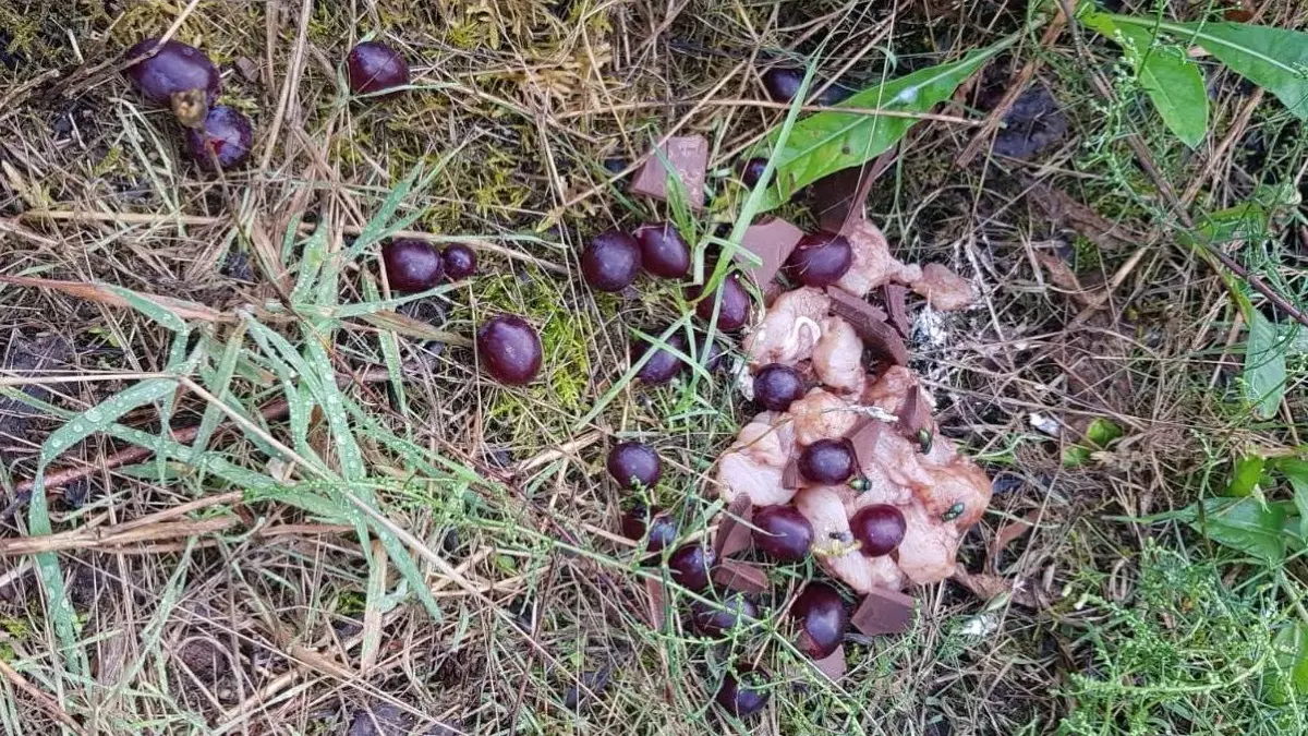 Giftköder mit Weintrauben, Schokolade und rohem Fleisch: Das lag unter anderem am Mittwoch am Katjasee aus.