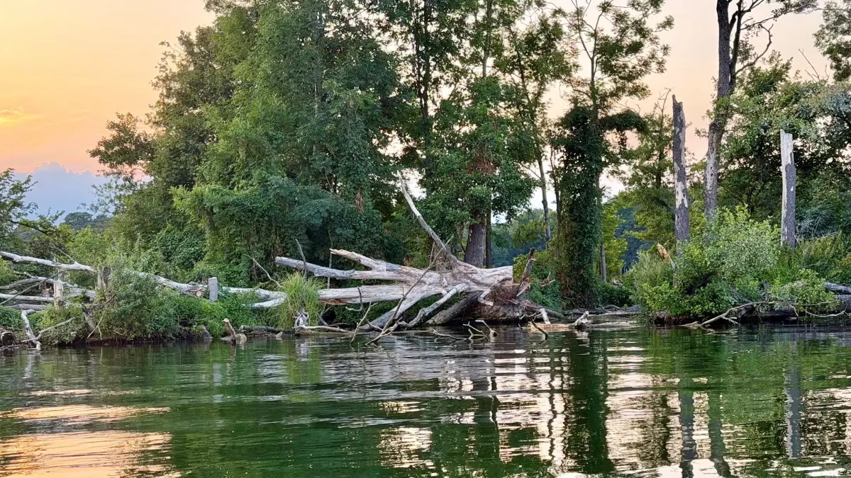 Baumfällungen auf der Insel Kleiner Werl: Beim Blick auf die kleinere der beiden Inseln vor Bad Saarow sieht man neben abgebrochenen Bäumen auch solche, die eine klare Schnittkante haben. Wer hat hier auf dem bei Komoranen beliebten Brutplatz die Kettensäge angesetzt?
