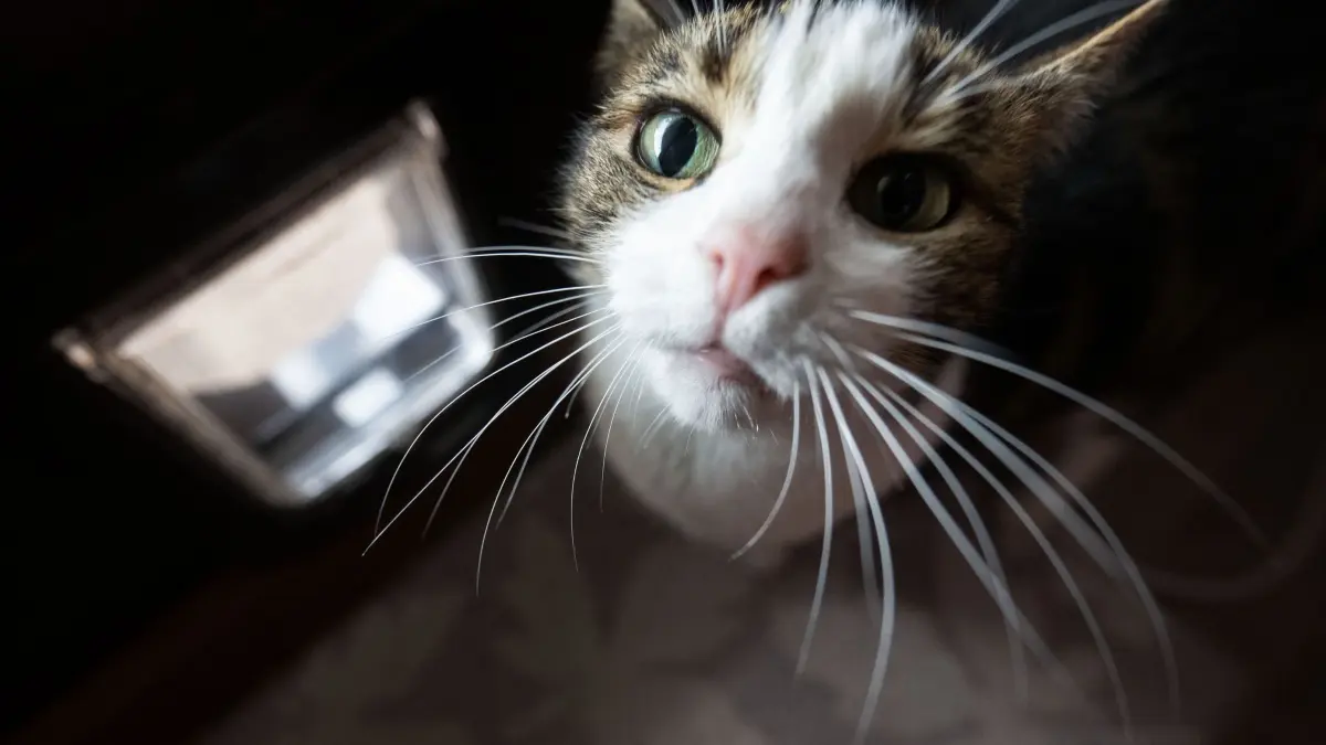 Schlaue Mieze oder smarte Katzenklappe?