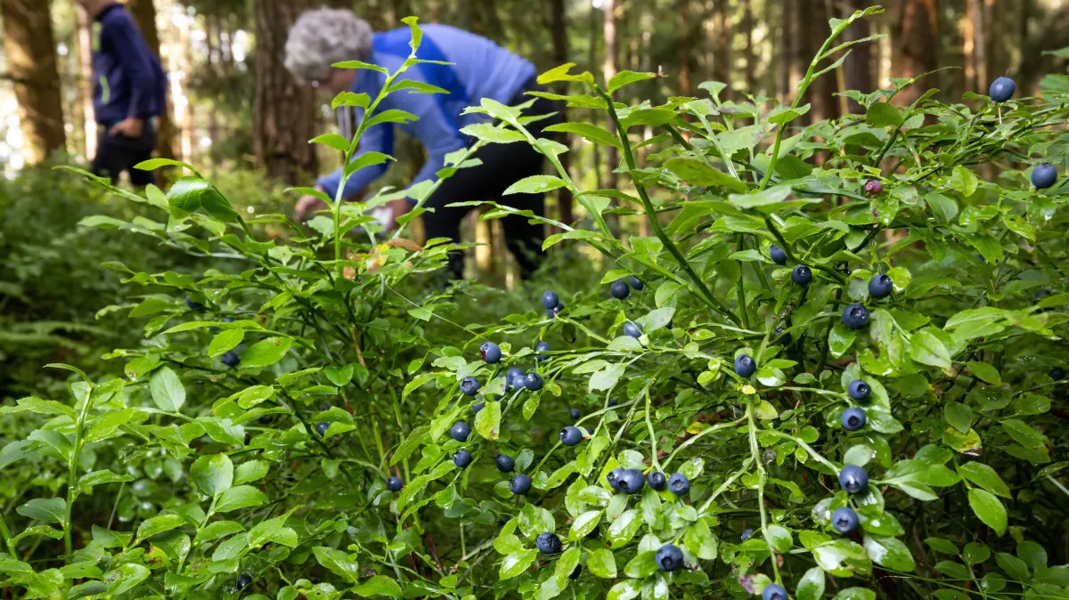 Menschen pflücken Heidelbeeren, auch Blaubeeren genannt, von Sträuchern im Wald. Die Wildfrucht aus dem Wald ist deutlich aromatischer als die gezüchtete Kulturheidelbeere. (zu dpa: "Erntezeit in Thüringens Wäldern bei Beeren und Pilzen ") +++ dpa-Bildfunk +++