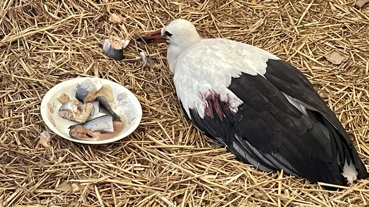 Der verletzte Storch aus Groß Neuendorf: Aktuell befindet er sich in der Obhut von Tierschützerin Ute Weidlich in Buschdorf.
