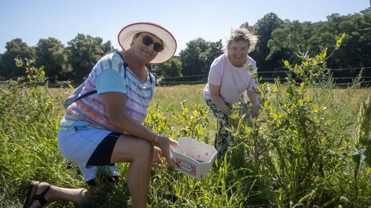 Auch noch am nächsten Wochenende am 15. und 16. August kann man bei Raik Neumann in der Amsterdamer Straße selbst Erdbeeren und Heidelbeeren ernten. Birgit Kühn (l.) aus Annaberg besucht ihre Schwester Gisela Schumann in Frankfurt und das haben die beiden für einen gemeinsamen Ernteausflug ins Blauberfeld genutzt.