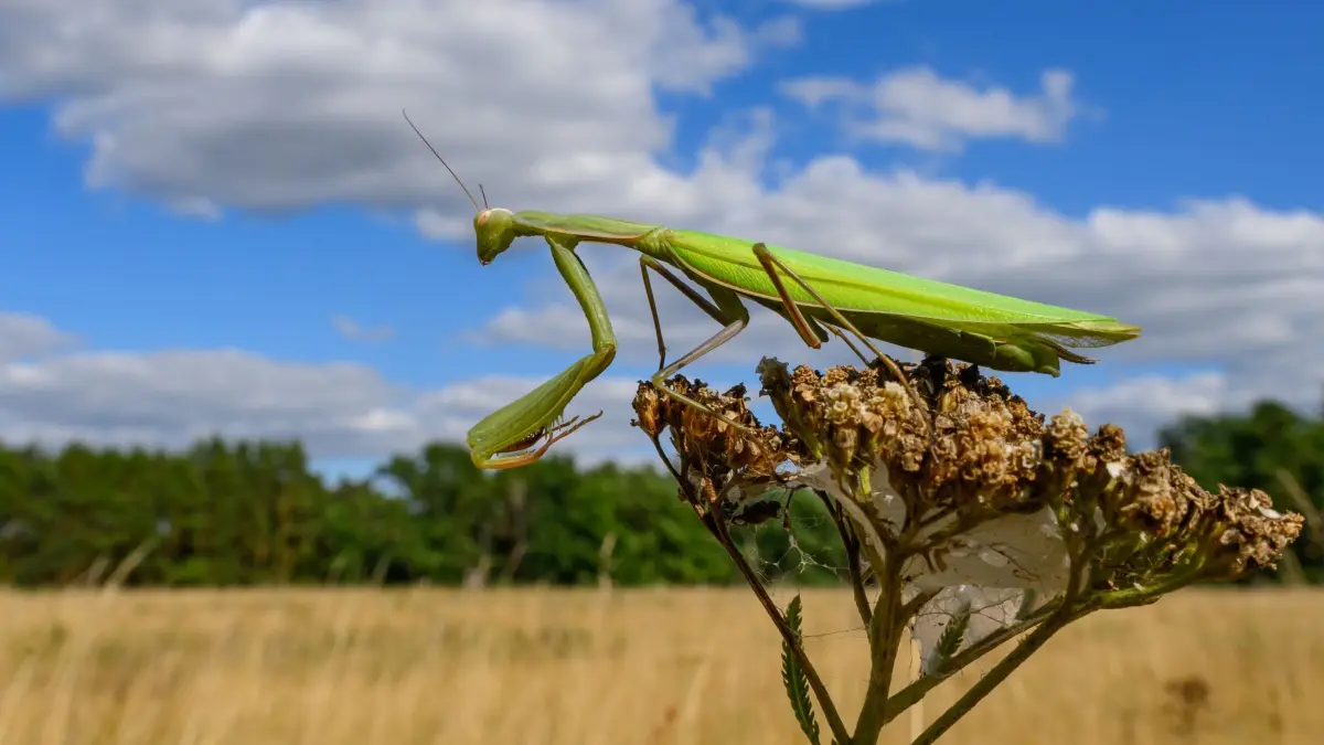 Europäische Gottesanbeterin: 11.08.2026, Brandenburg, Falkenhagen: Europäische Gottesanbeterin (Mantis religiosa) ist auf einer vertrockneten Blüte zu sehen. Bis vor wenigen Jahrzehnten galt das Tier als Exotin und kam nur in den wärmsten Regionen Deutschlands vor. Zu ihrem Namen kam die Fangschrecke, weil sie ihre Fangarme faltet, als ob sie beten wollte. Sie ernährt sich vor allem von Insekten und Spinnen und ist eine gut getarnte Jägerin. In den kommenden Wochen beginnt die Paarungszeit. Ende September dann nimmt die Zahl der Gottesanbeterinnen rasch ab: Rund ein Drittel der Männchen stirbt unmittelbar nach der Paarung, weil es vom Weibchen gefressen wird. Foto: Patrick Pleul/dpa - Honorarfrei nur für Bezieher des Dienstes ZB-Funkregio Ost +++ ZB-FUNKREGIO OST +++
