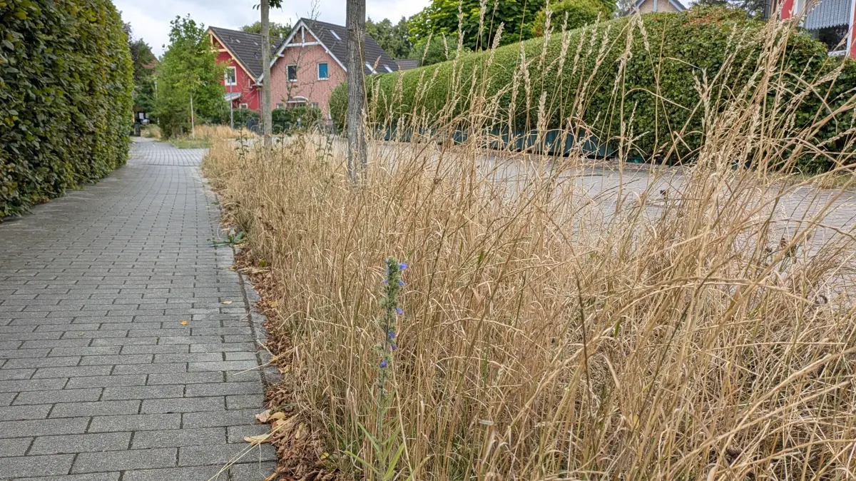 Schlaubestraße in Panketal, Wildwuchs sorgt für Ärger bei Anwohnern, Juli 2026
