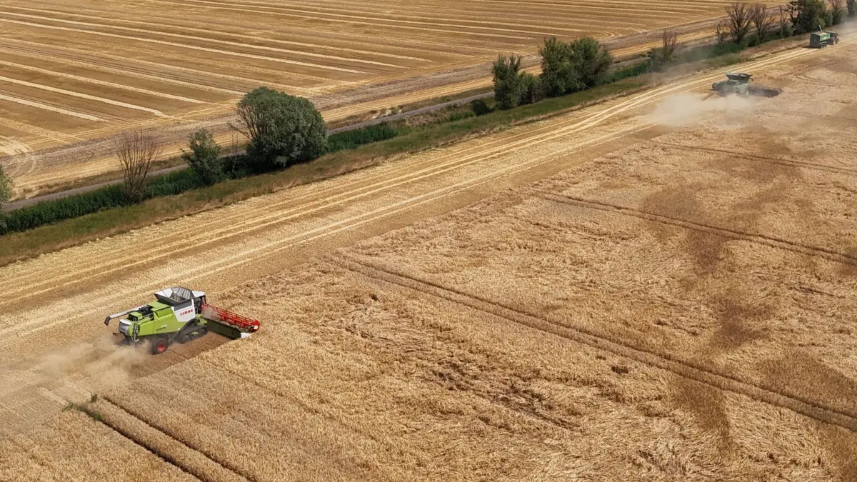 Mähdrescher im Einsatz bei Alt Tucheband im Oderbruch: Von vielen Feldern ist die Ernte inzwischen eingebracht. Doch wie sieht es dieses Jahr mit den Erträgen bei Getreide und anderen Feldfrüchten aus?