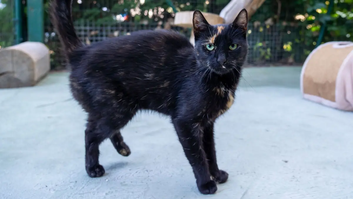 Tierheim Schwedt: Schwedt, 13.8.2026: Jil ist ein zweijährige Katze, die im Tierheim Schwedt auf eine neue Familie wartet.