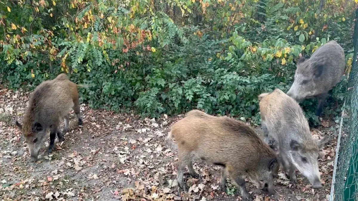Wildschweine in Kleinmachnow