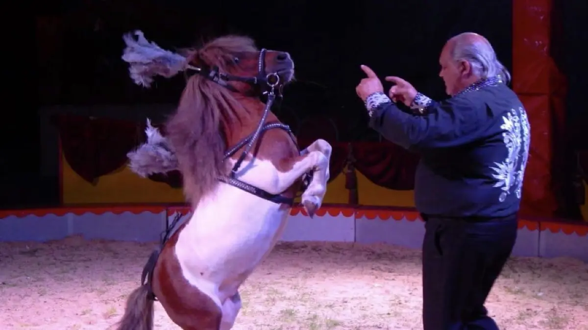 Der Circus Samadi ist noch in Neuenhagen zu bestaune, bevor er in Hoppegarten gastoiert.