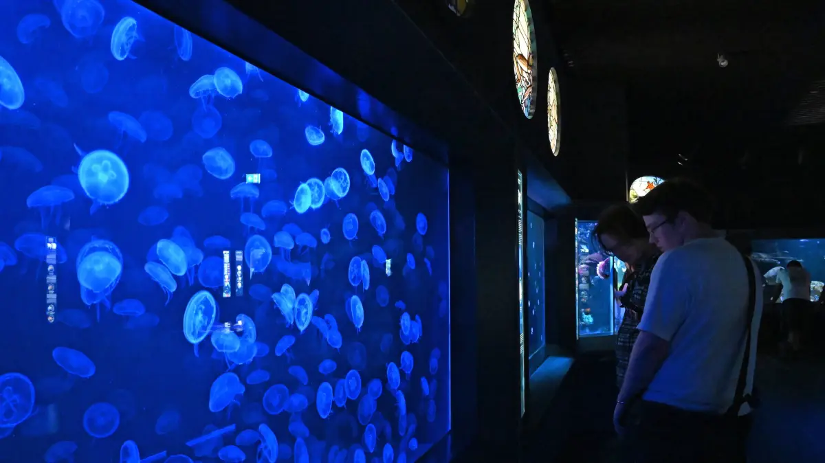 Zwei Besucher schauen sich im Aquarium des Berliner Zoos Quallen an. Das Haus wurde die vergangenen drei Jahre modernisiert und blieb geschlossen. Am kommenden Dienstag (18. August) öffnet es wieder seine Türen, pünktlich zum 113-jährigen Bestehen des Aquariums. (zu dpa: «113 Jahre Aquarium Berlin - Haie, Quallen und kuriose Fakten») +++ dpa-Bildfunk +++