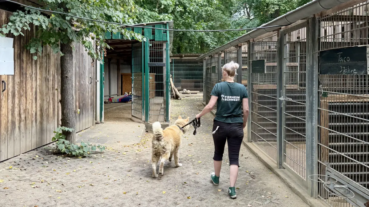 Fehlende Quarantäne, zu kleine Zwinger für große Hunde: Das Tierheim Schwedt sieht dringenden Handlungsbedarf.
