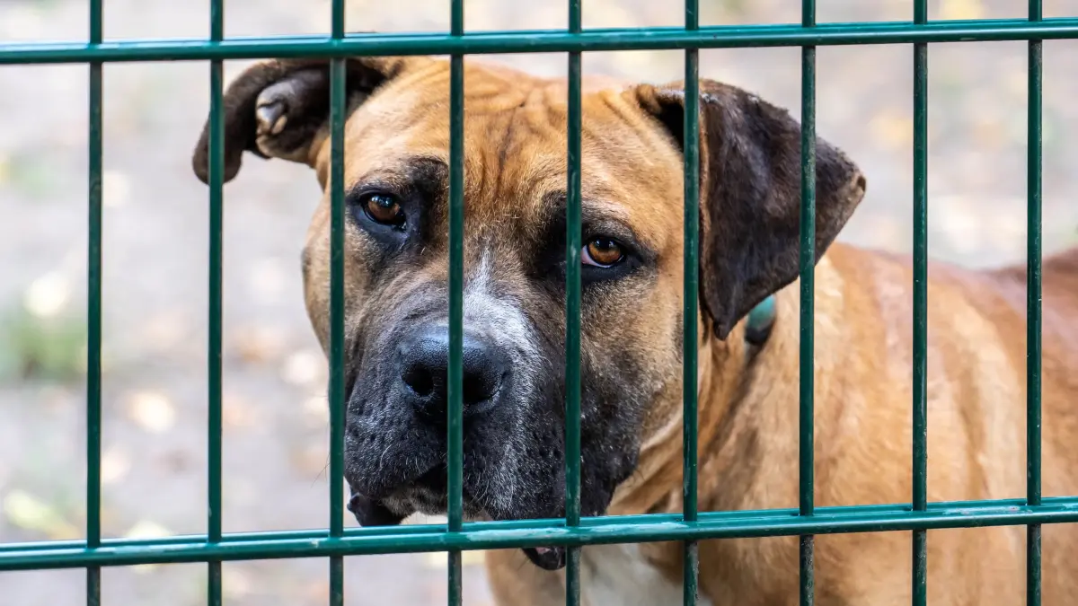 Tierheim Schwedt: Schwedt, 20.8.2026: Pitbull Krümel im Freilauf der Zwingeranlage des Tierheims Schwedt: Für den etwa drei Jahre alten Rüden wird dringend eine erfahrene Pflegestelle gesucht.