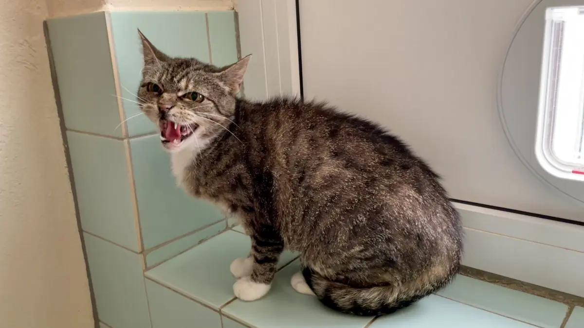 Warum Katze Peggy Menschen so sehr misstraut und eine regelrechte Besenphobie entwickelt hat, kann man nur vermuten, meint Denise Möbius, stellvertretende Tierheimleiterin in Märkisch Buchholz.