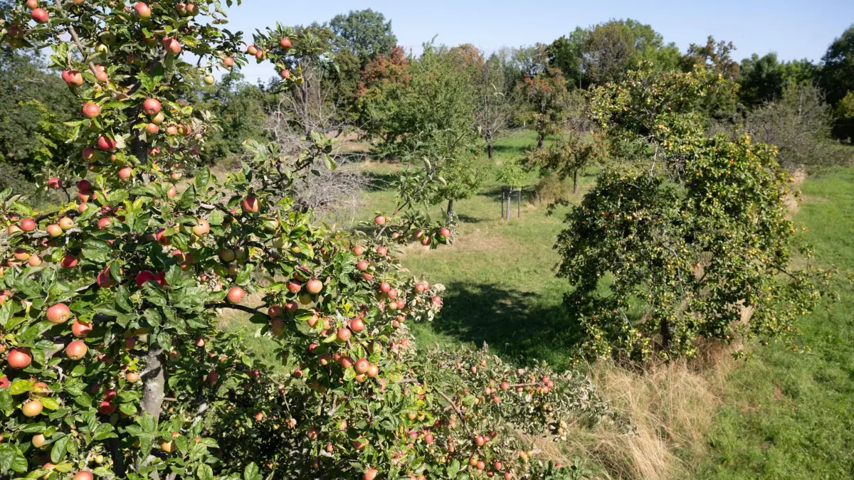 Streuobstwiese: ARCHIV - 26.08.2025, Sachsen, Dresden: Apfel- und Quittenbäume stehen auf einerr Streuobstwiese. (zu dpa: «Folgen der Hitze: Obstbauern fürchten geringere Ernteerträge») Foto: Sebastian Kahnert/dpa +++ dpa-Bildfunk +++