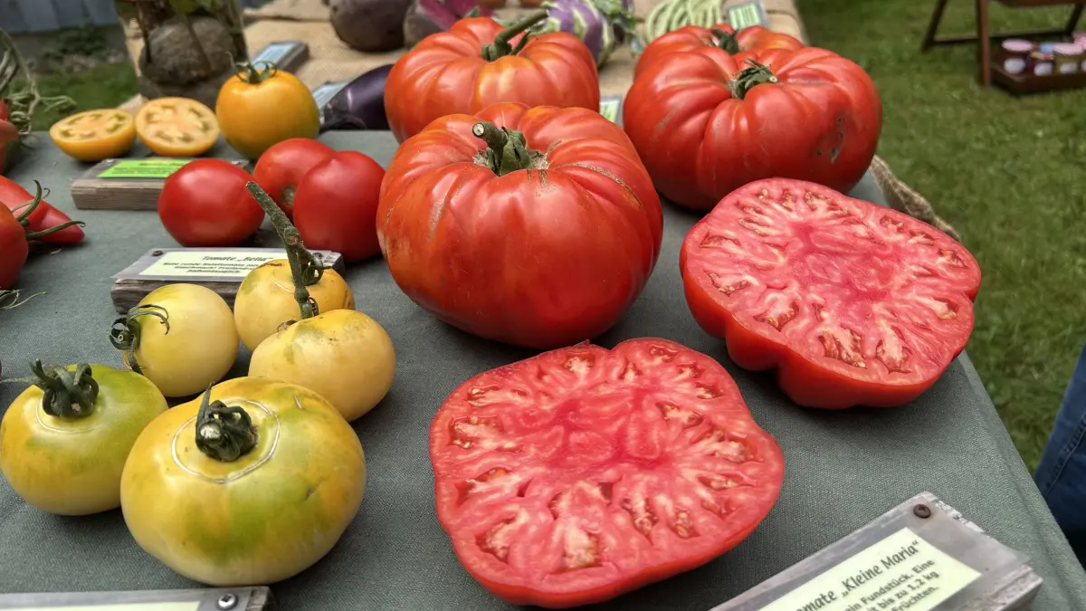 Beim Tomaten-Festival in Eberswalde wurden auch riesige Fleischtomaten angeboten. Die Früchte der Kleinen Maria werden bis 1,2 Kilogramm schwer. Welche besonderen Sorten gab es noch?