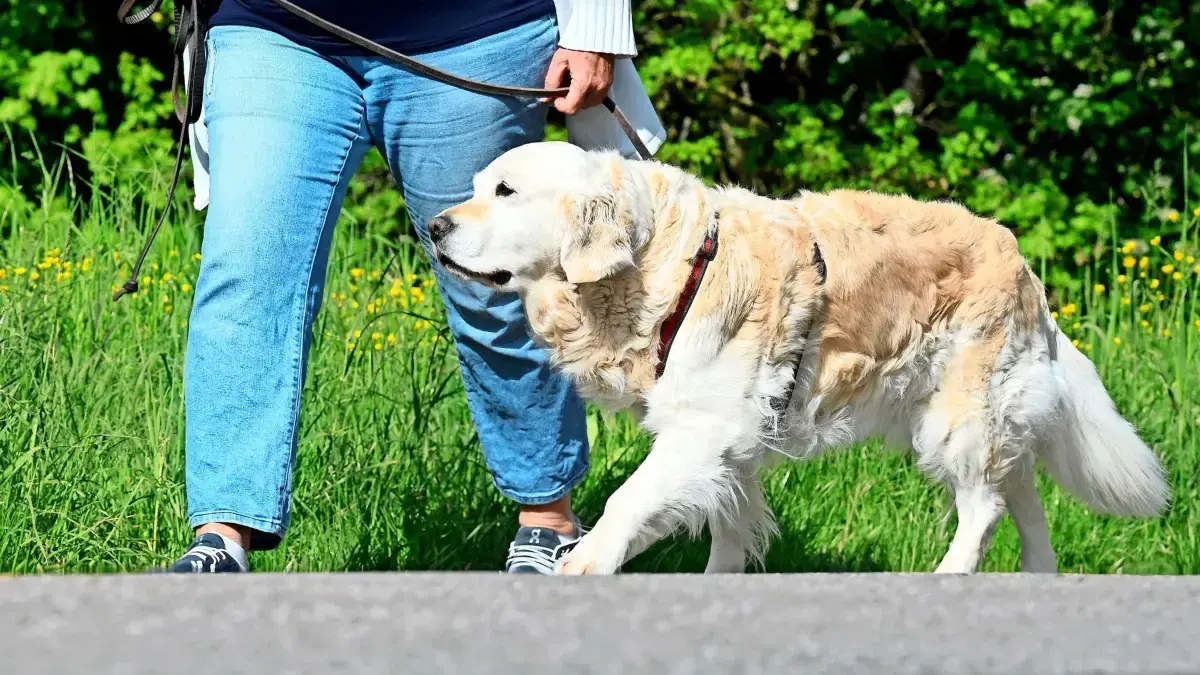 Ausreichendes Ausgehen sichert den Hunden eine gute Lebensqualität.