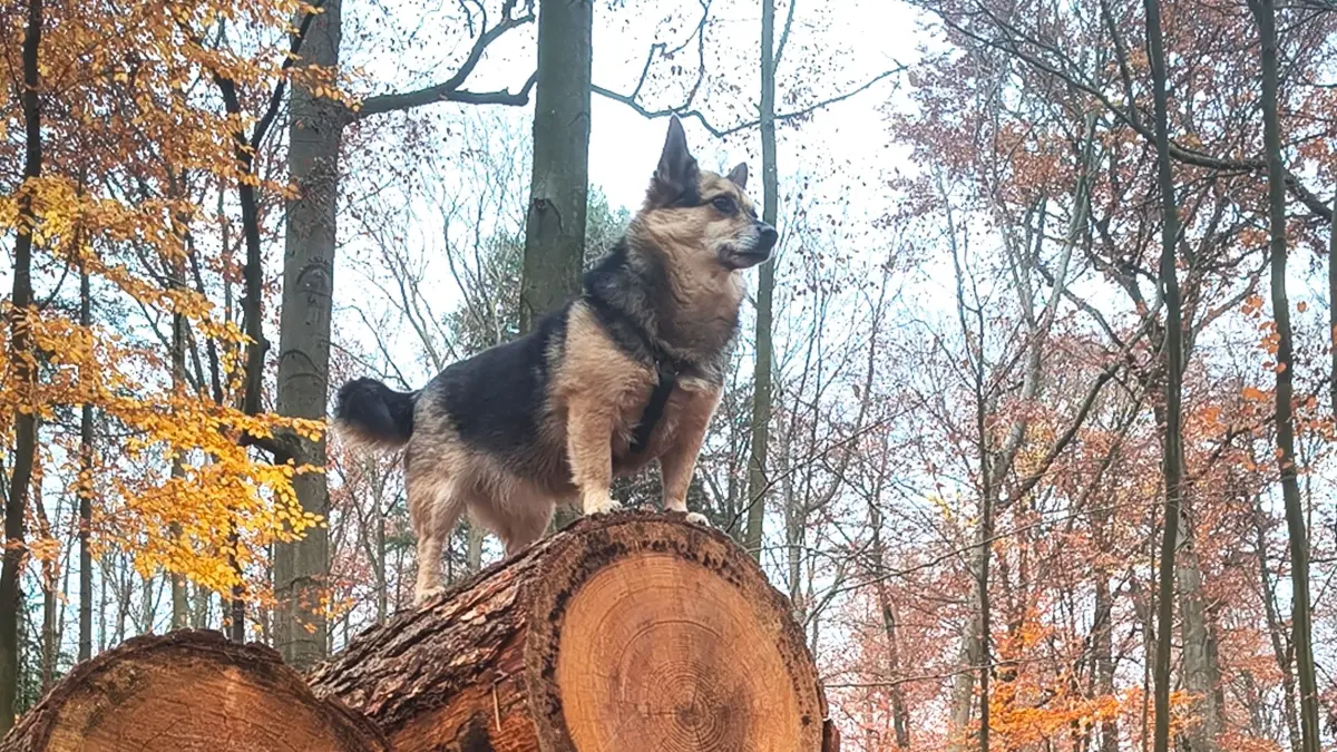 Ein Hund in einem Wald bei Eberswalde. Am Sonnabend unterstützen die Vierbeiner erstmals ein Ereignis, welches seit 20 Jahren zu den sportlichen Großveranstaltungen in Eberswalde zählt.