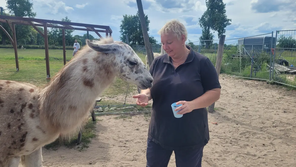Lama Prinz Igor grast auf dem Märkischen Lamahof in Schenkendorf bei Königs Wusterhausen. Landwirtin Anita Selig-Smith lobt und füttert ihn.