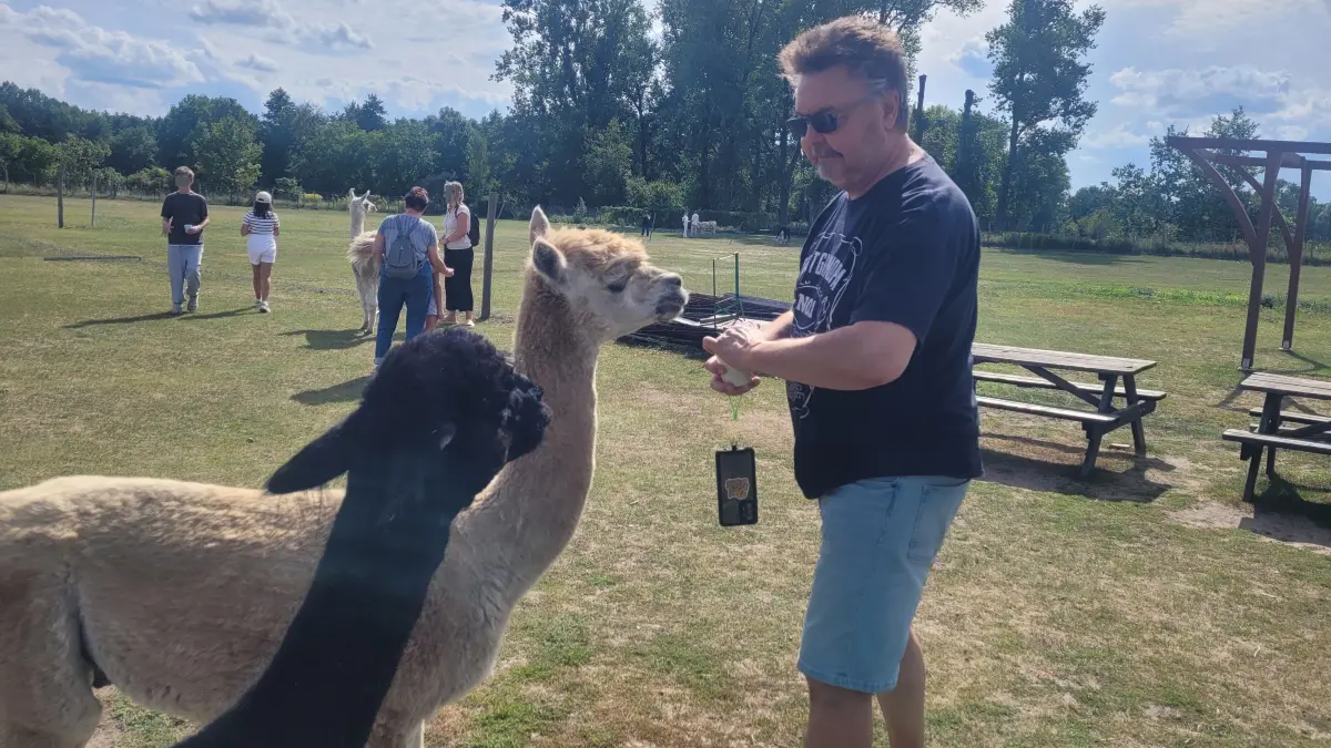 Auf dem Lamahof bei Königs Wusterhausen füttern die Besucher Lamas und Alpakas. Wenn zwei Tiere in der Nähe sind, ist Vorsicht geboten.