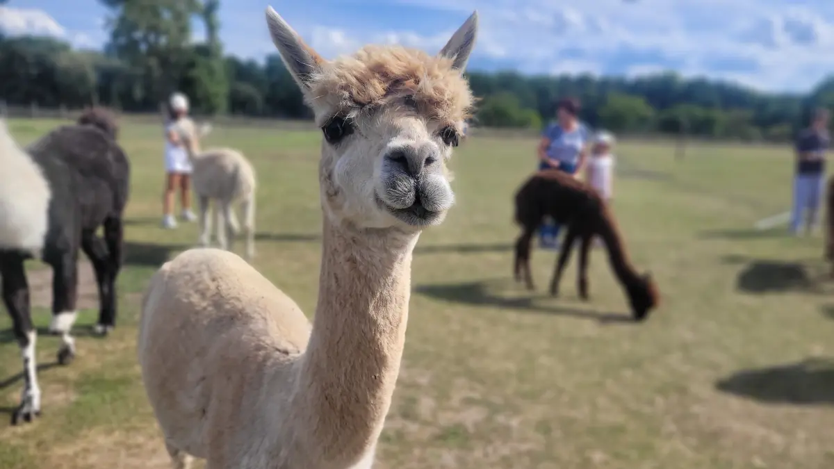 Alpakas sind kleiner als Lamas aber ranghöher. Welche Funfacts erfahren die Besucher noch bei dem Besuch auf dem Lamahof bei Königs Wusterhausen?
