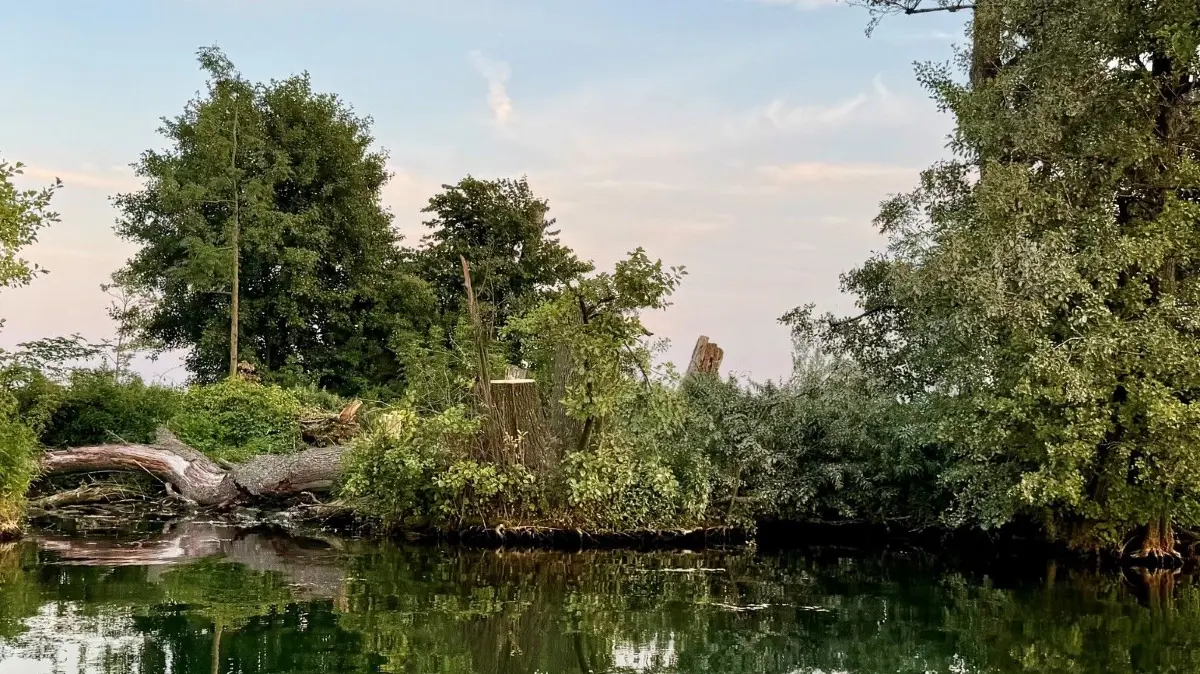 Baumfällungen auf dem Kleinen Werl: Auf der Insel vor Bad Saarow im Scharmützelsee wurden im Sommer etliche Bäume umgelegt. Ob das rechtens war, erklärt der Landkreis Oder-Spree.