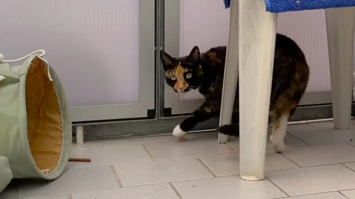 Im Tierheim Märkisch Buchholz ist Katze Lena nicht nur friedlich wie ein Lamm, „Leni-Maus“ lässt sich nach Angaben der stellvertretenden Tierheimleiterin Denise Möbius sogar streicheln. Wie kam es, dass die Katze bei ihrer vorherigen Halterin aggressiv wurde?